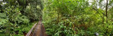 Maleny Trail Loop