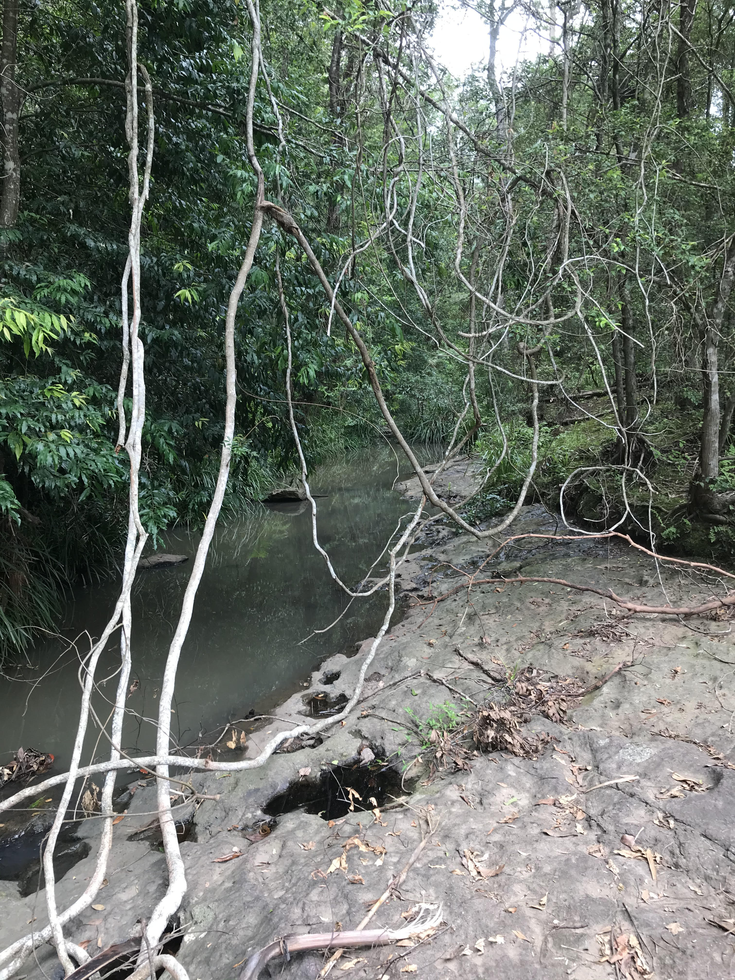 Cilento Bushland Conservation Reserve circuit