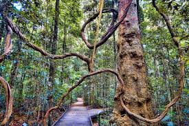 Mary Cairncross Scenic Reserve - Birding