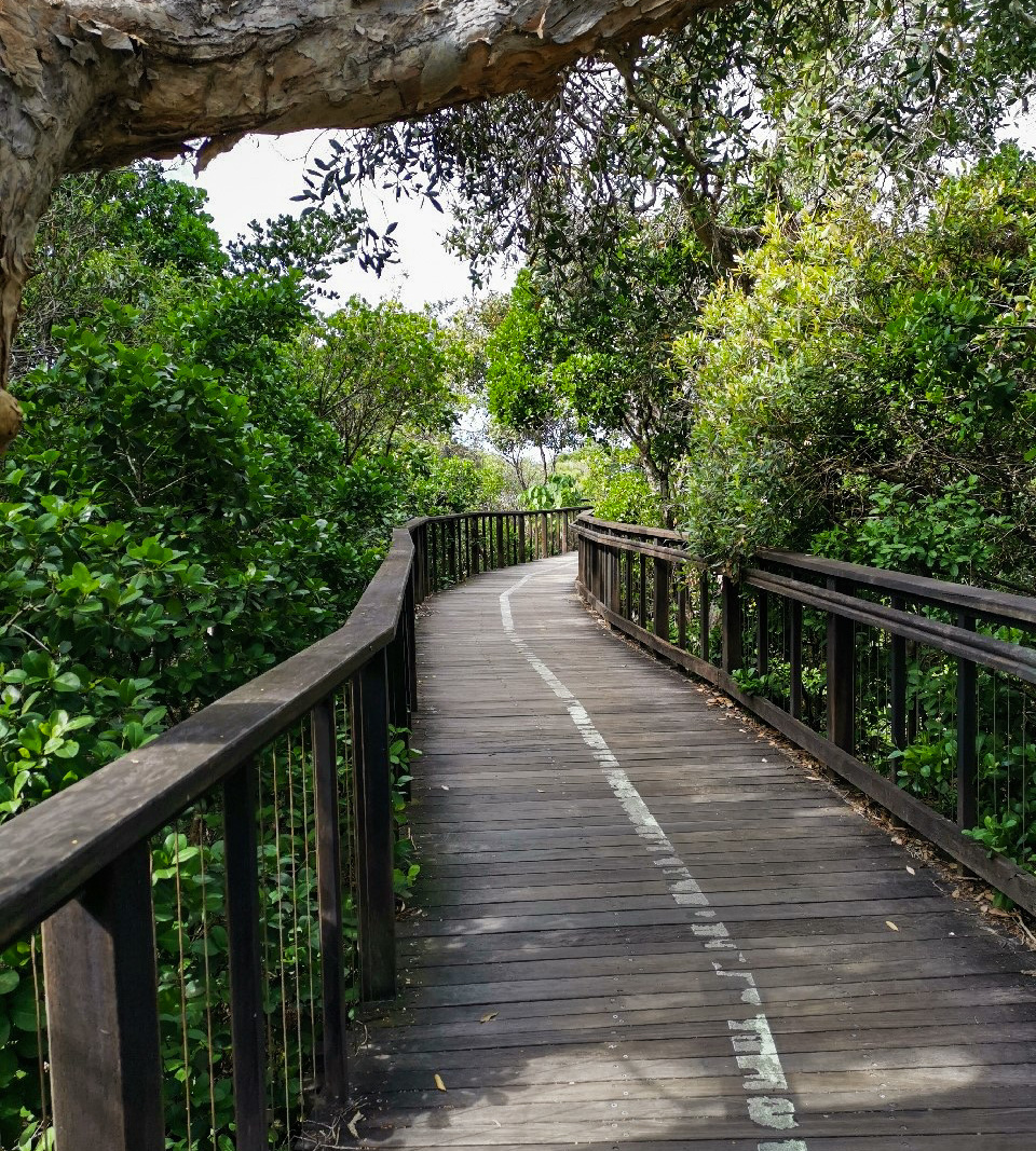 Marcoola to Mount Coolum Base and return