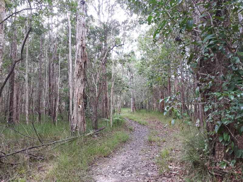 Eumundi Conservation Park Short Walk