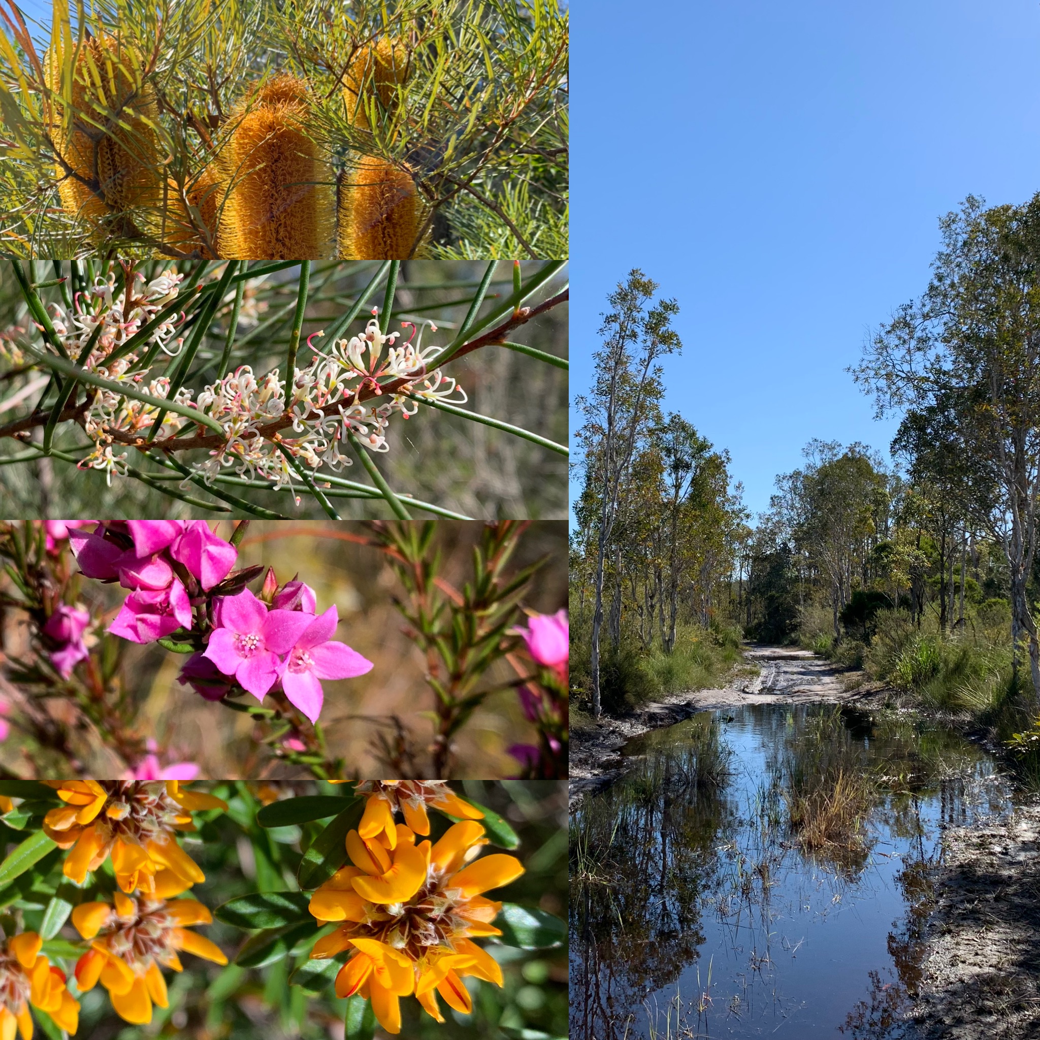 Mooloolah River NP Wildflower Walk