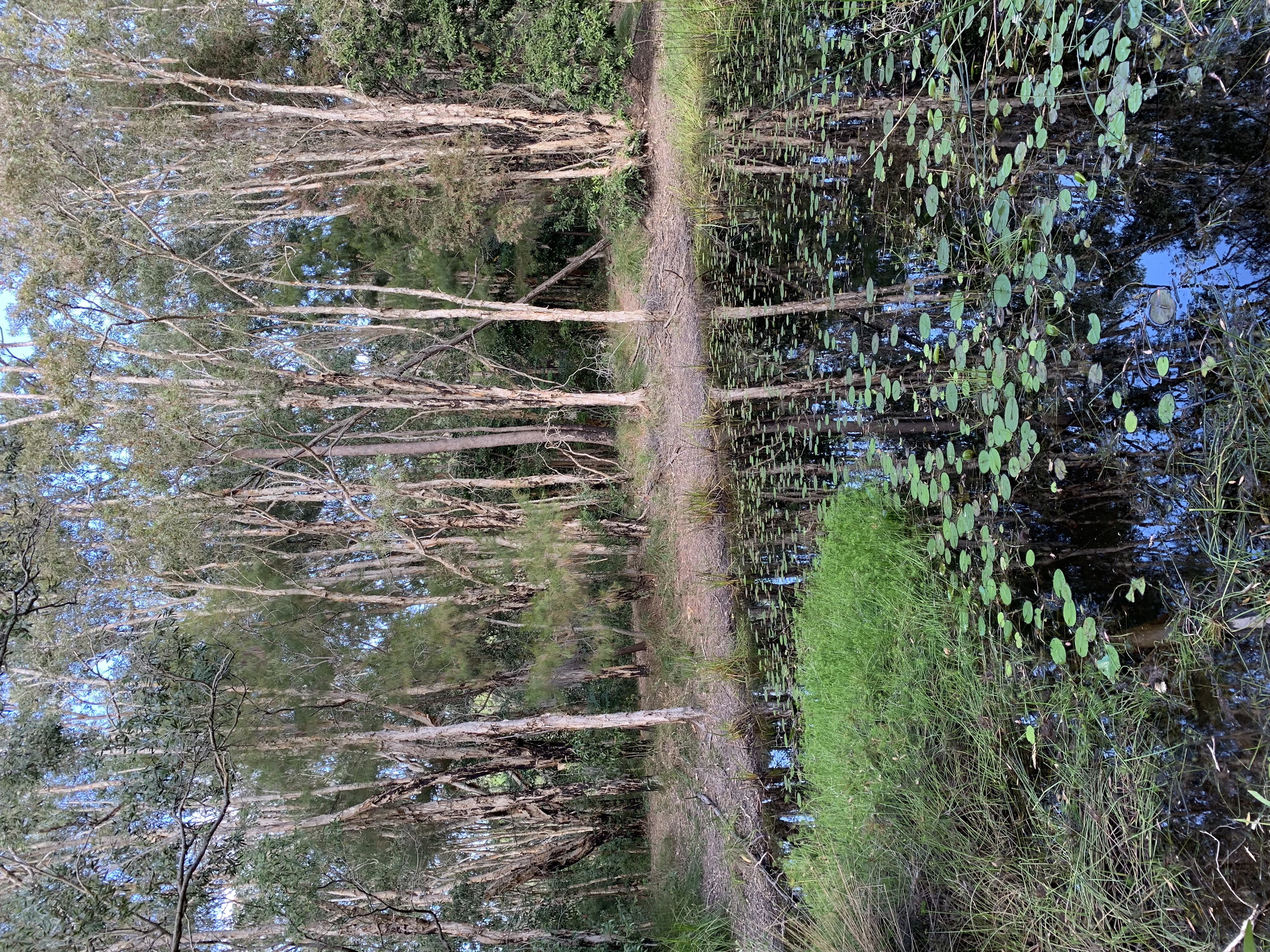 Ben Bennett Bushland Park