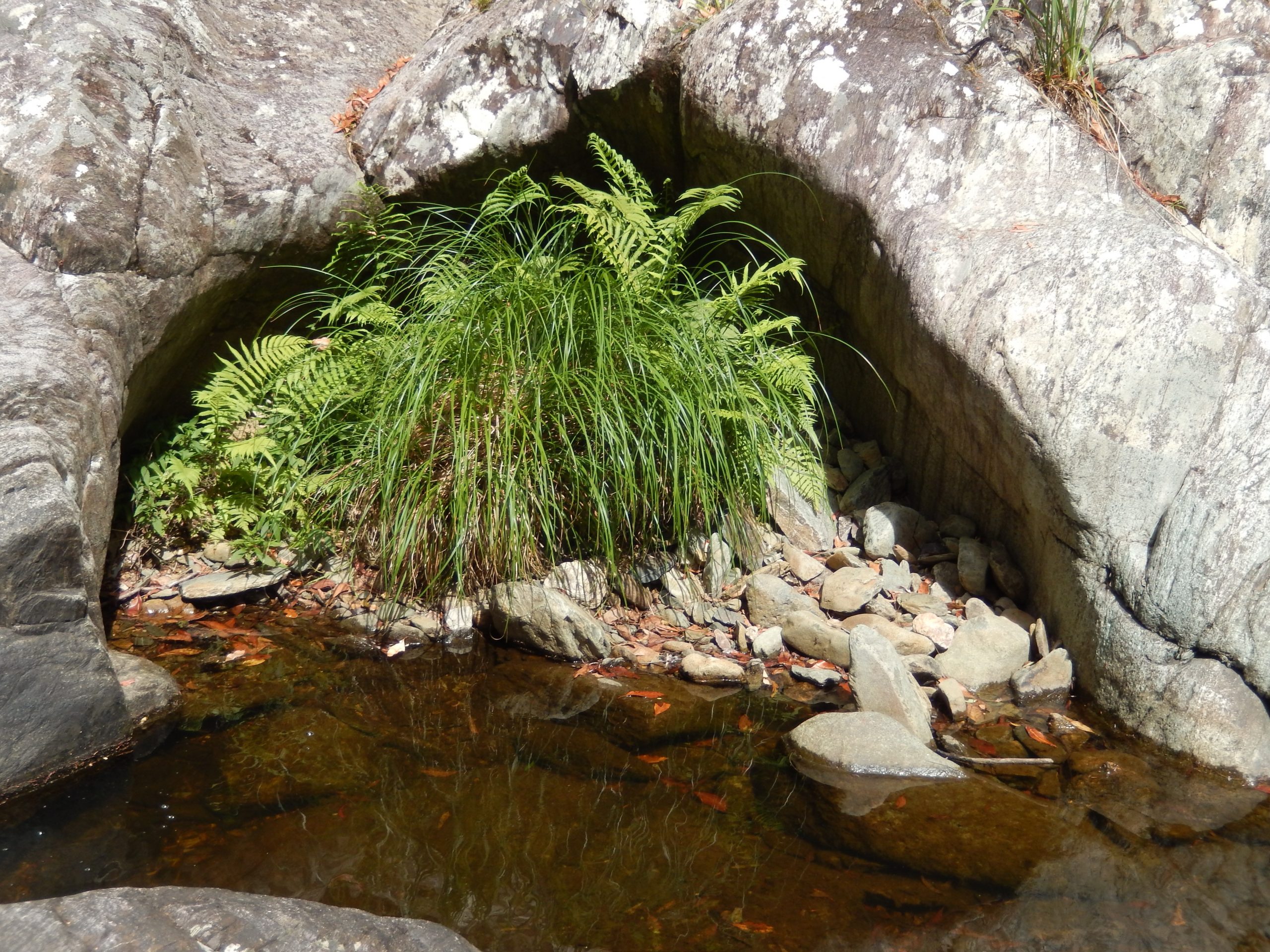 Summer Creek upstream of the falls