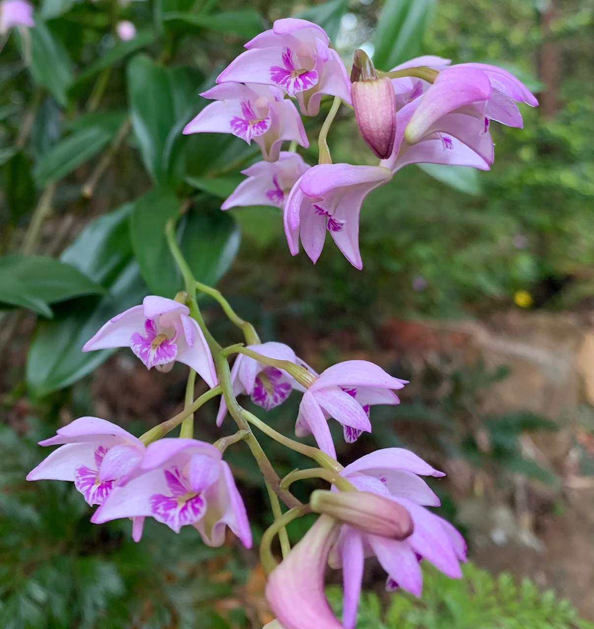 Chinaman Creek Orchid Spotting 