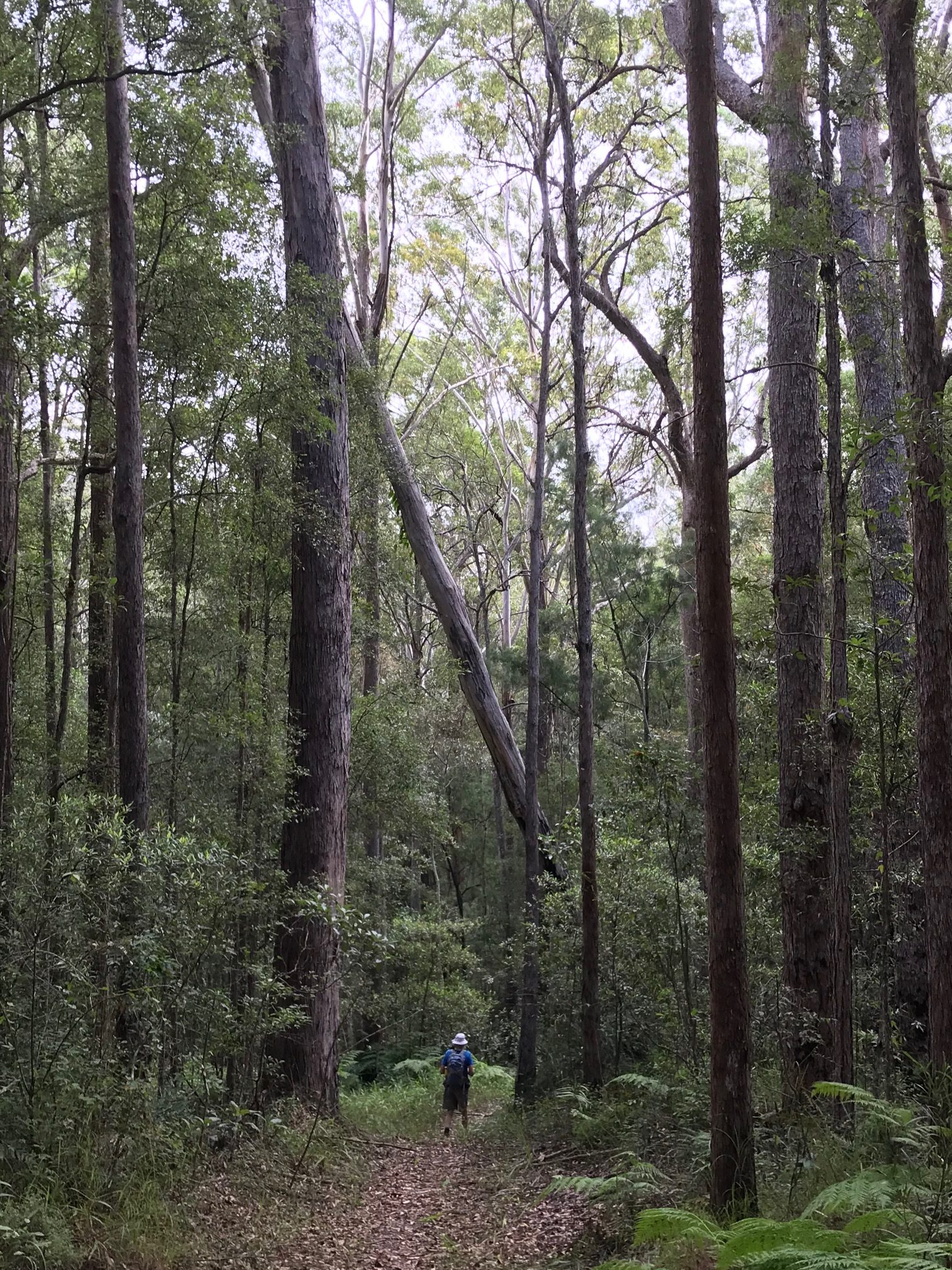 Mapleton Conservation Park