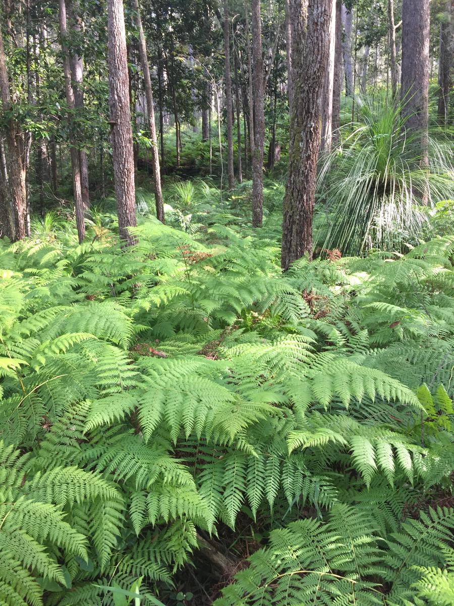 Lower York Creek Yandina