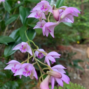 Chinaman Creek Orchid Spotting 
