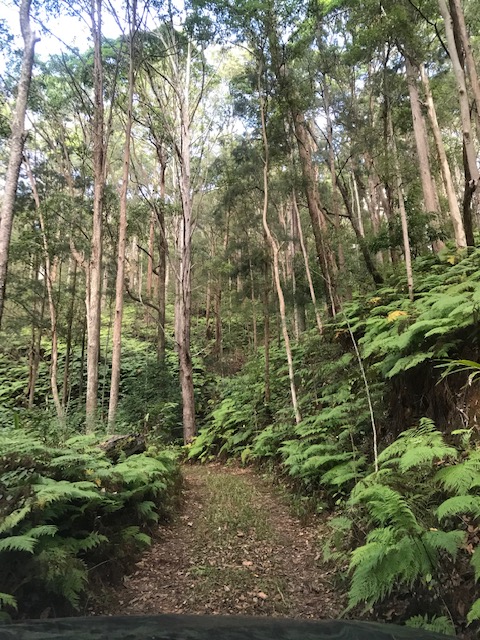 Kirby Road Sunday Hike - Schultz Road /Kondalilla NP tracks