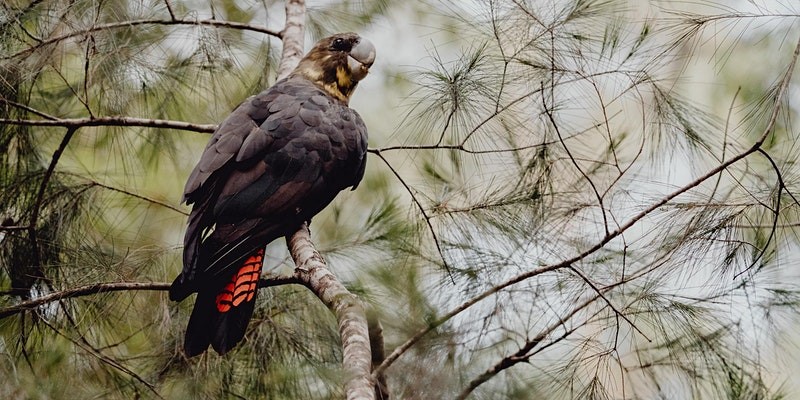 FULL Bird Walk