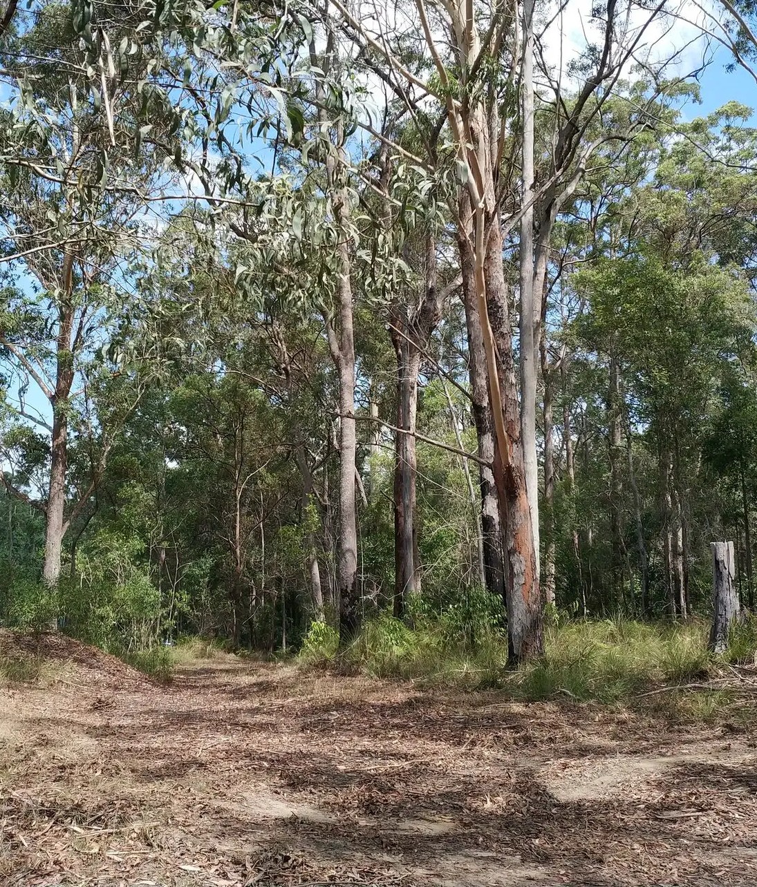 Eumundi Conservation Park, Short Walk