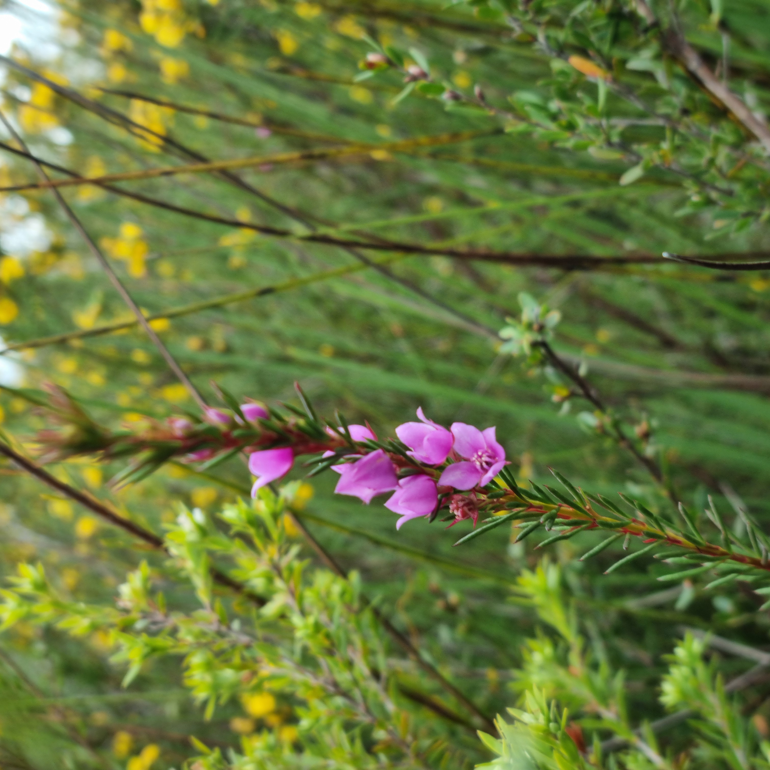 Mooloolah River NP Wildflower Walk