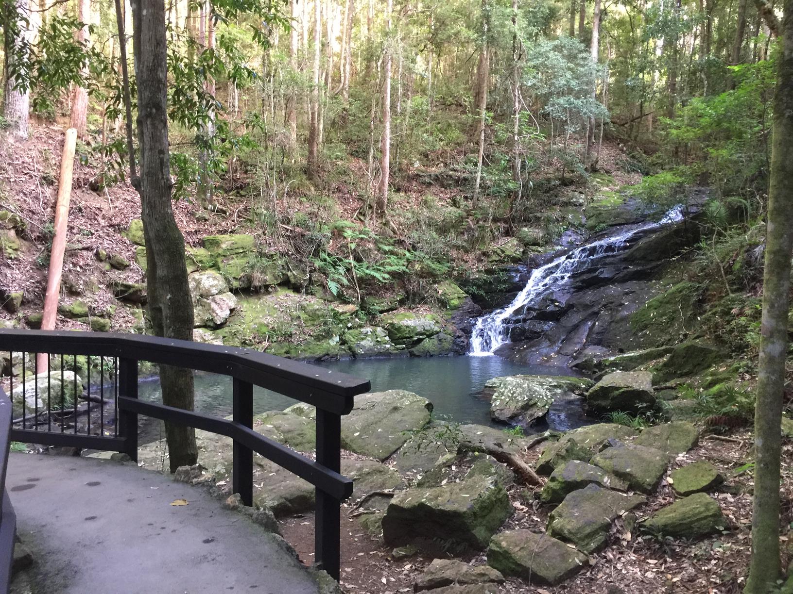 Forest Bathing - Kondalilla