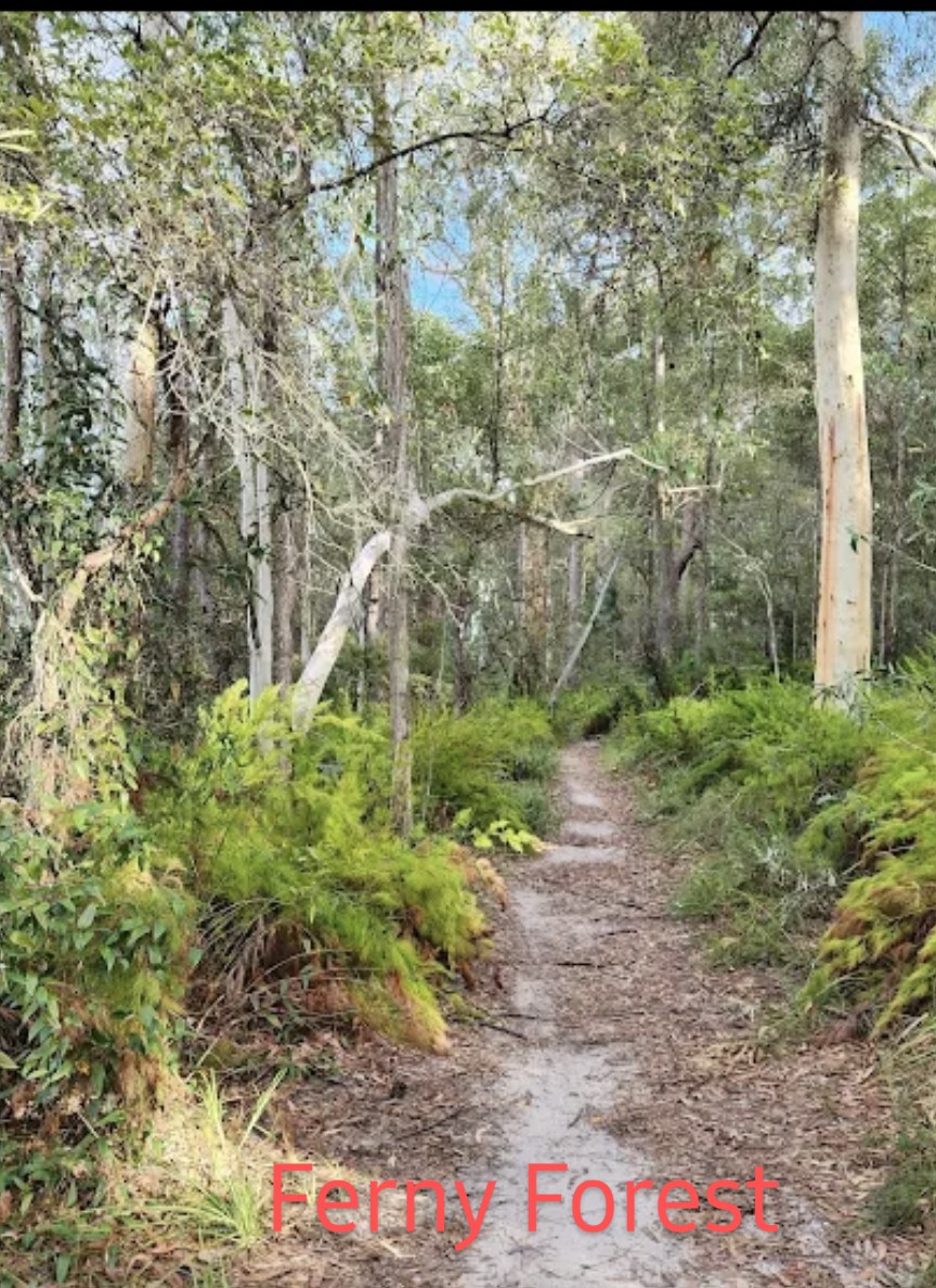 Ferny Forest Hike