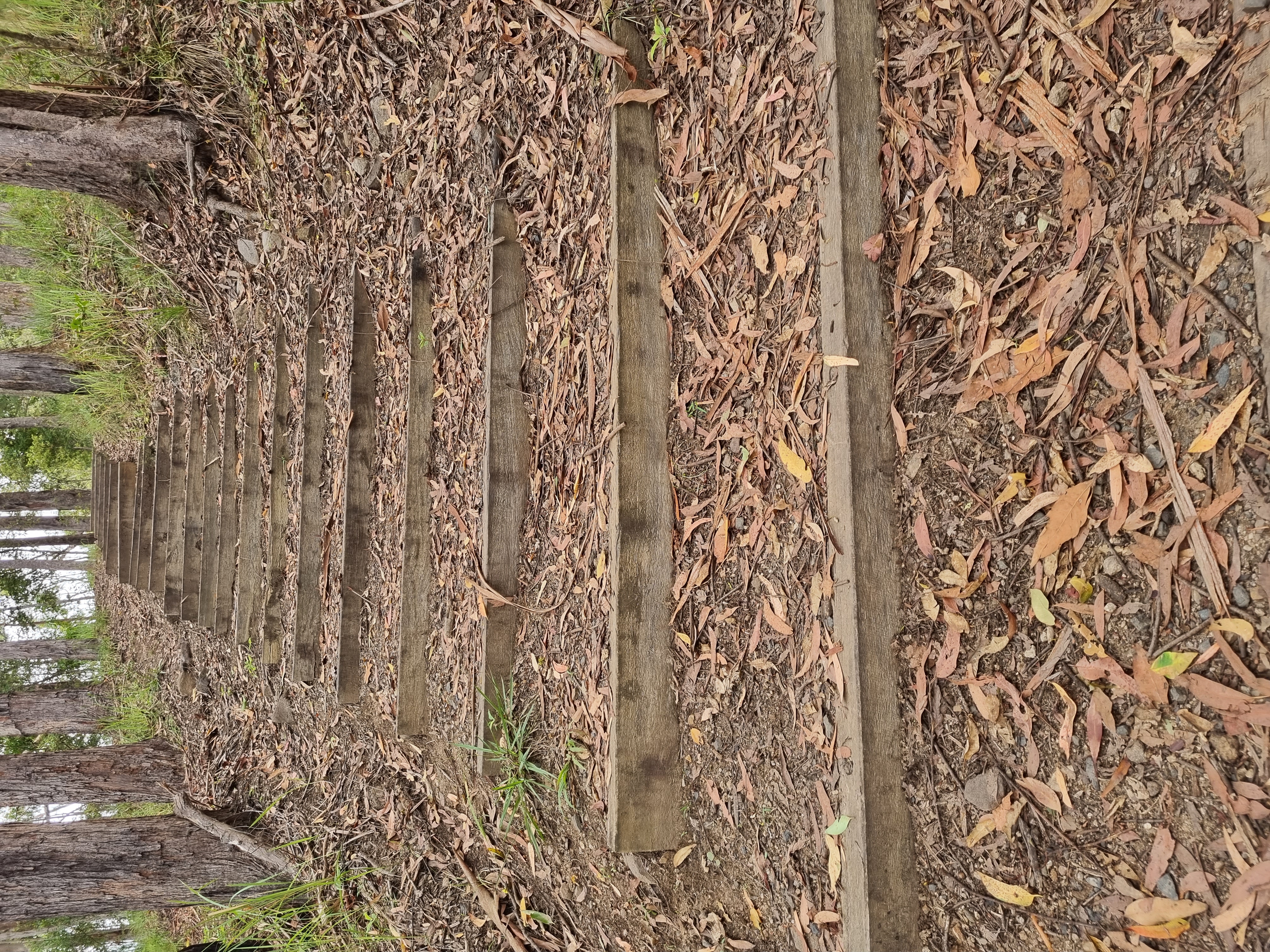 Koala Park Steps Fitness 