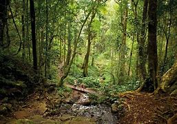 50th Bunya Mountains Weekend 