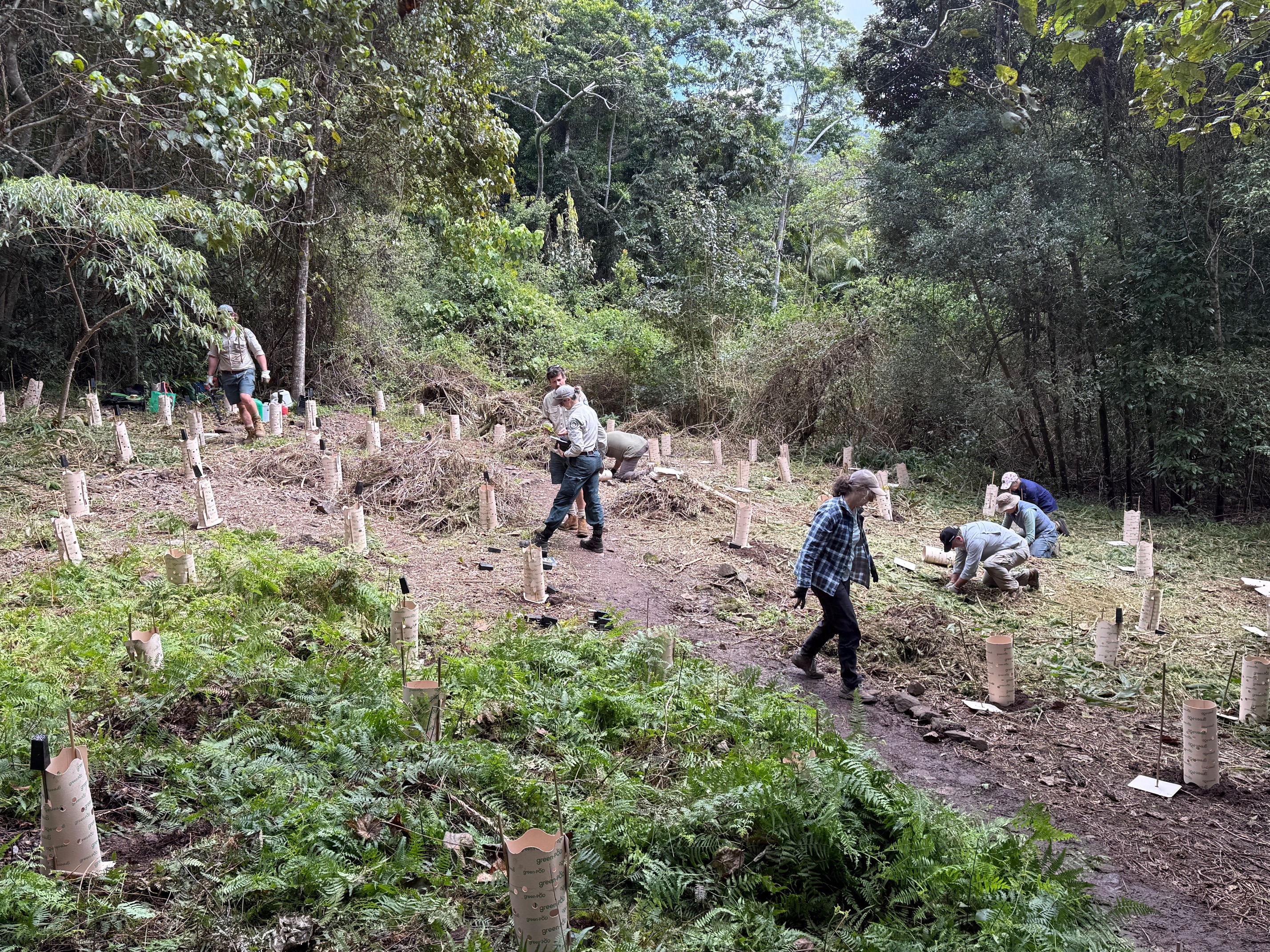 Revegetation watering Sunshine Coast Hinterland Great Walk 