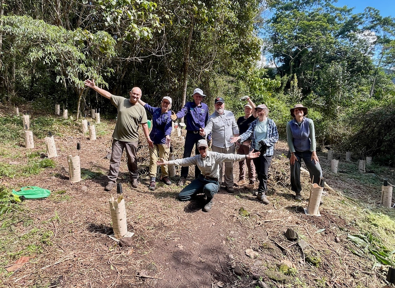 Trail Maintenance Sunshine Coast Hinterland Great Walk Reveg Area