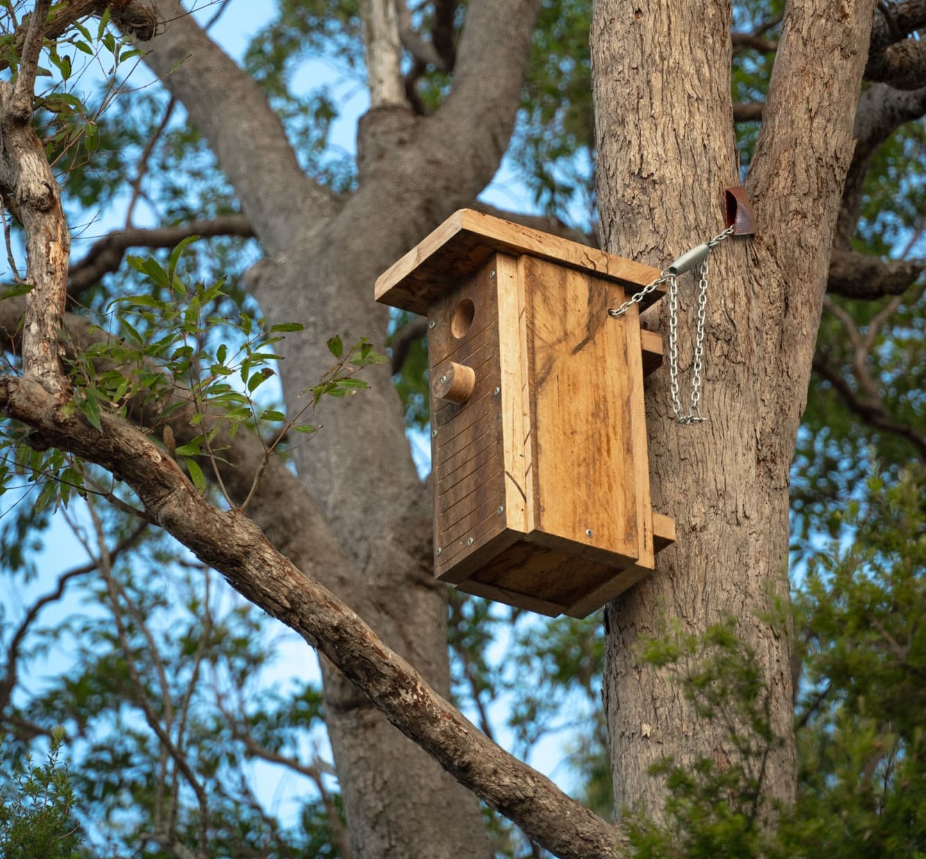 Nest Box Monitoring Kirbys Environmental Reserve