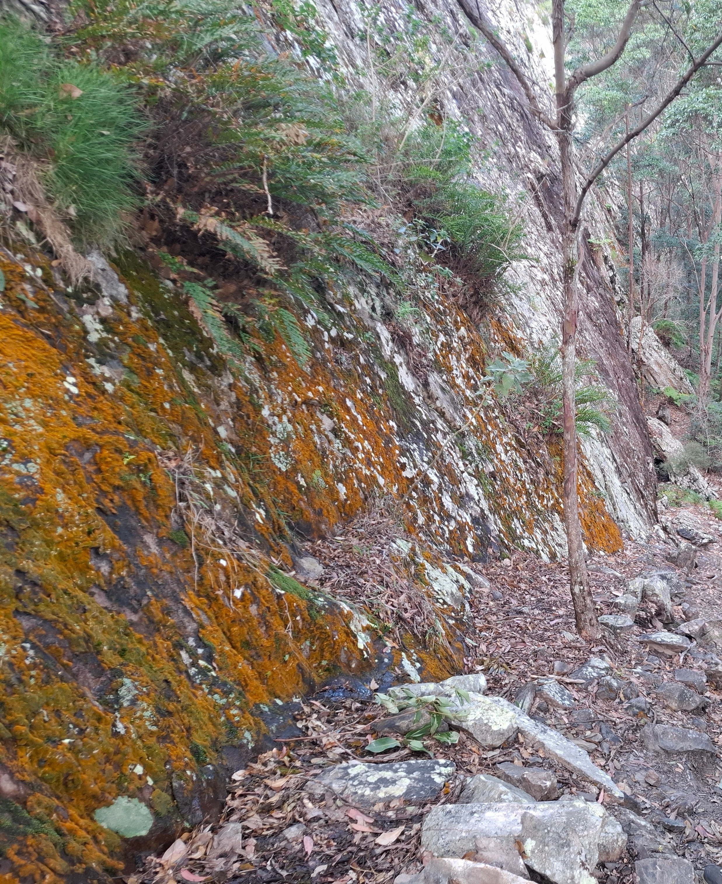 Mt Tinbeerwah Geology Off-track Bushwalk