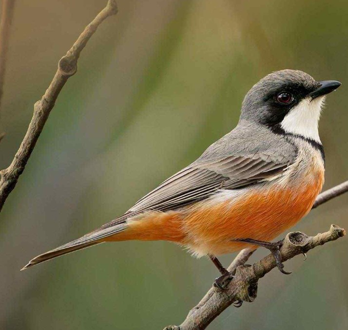 Led Birdwatching Walk at Parklakes